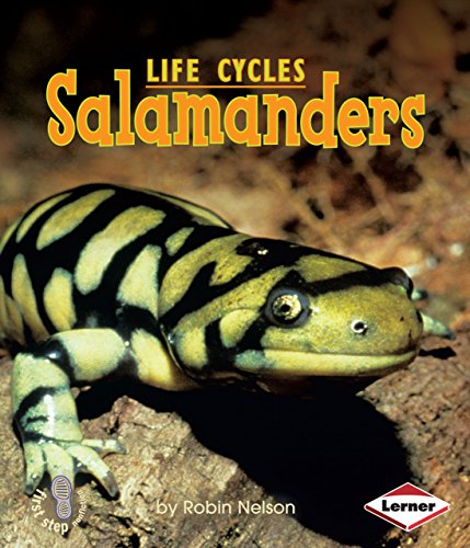 Salamanders (First Step Nonfiction ― Animal Life Cycles)