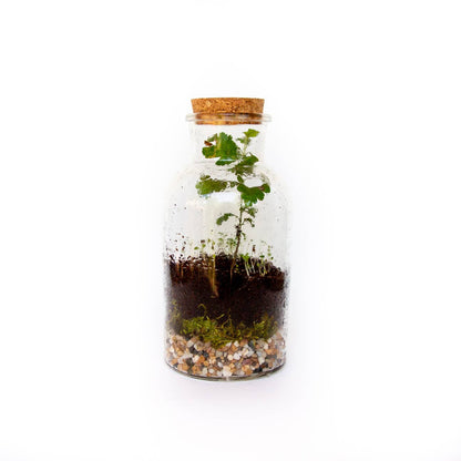 Seattle Seed Co.: DIY Terrarium Kit