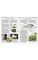 Aquarium Fishes (Eyewitness Handbooks)