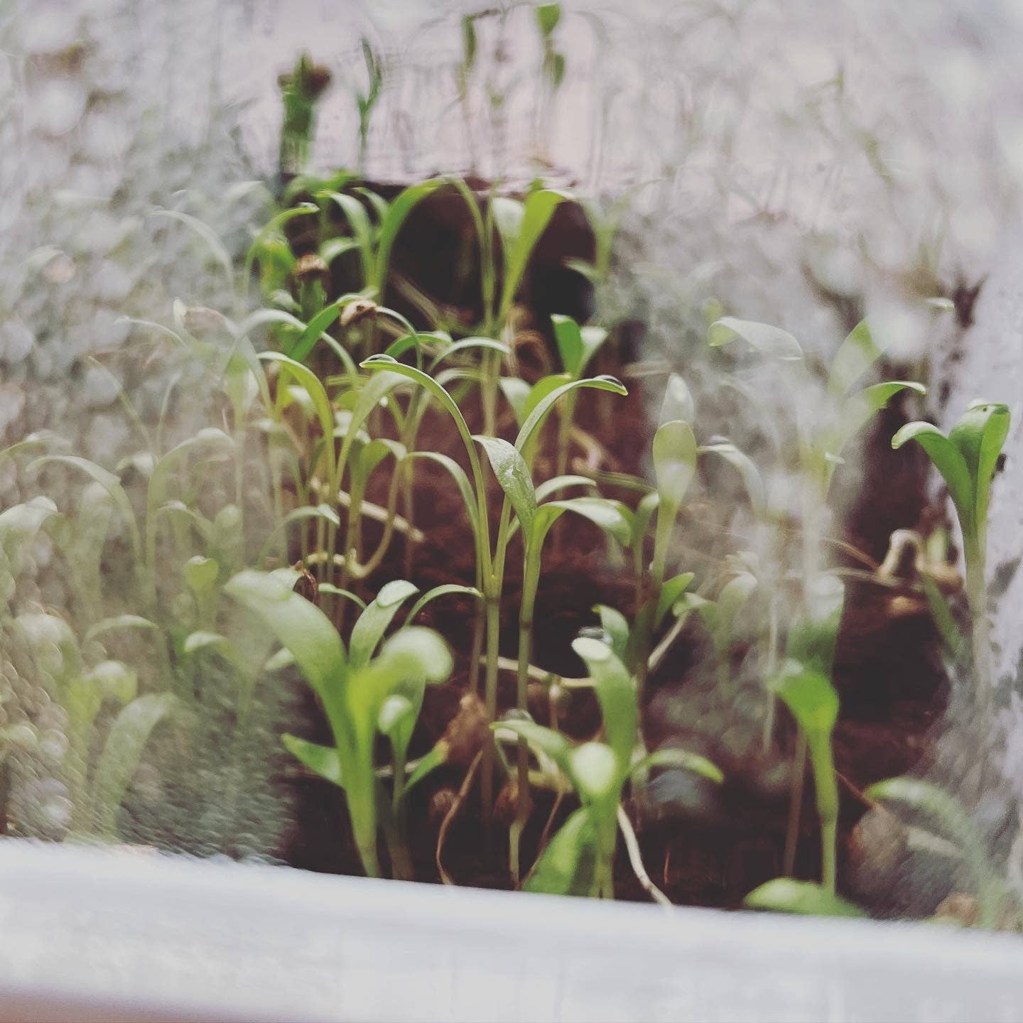 Seattle Seed Co.: Microgreens and Seed-Starting Kit