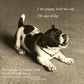 I Am Puppy Hear Me Yap: The Ages of Dog