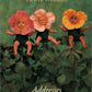 Anne Geddes Wild Roses Address Book