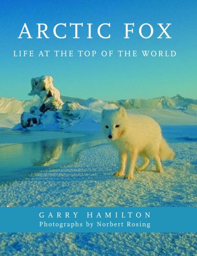 Arctic Fox: Life at the Top of the World