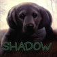 The Puppy Place #3: Shadow