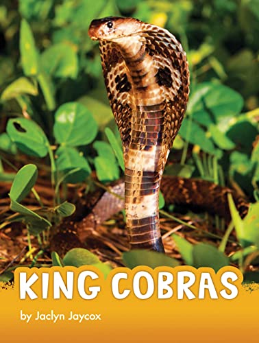 King Cobras (Animals)