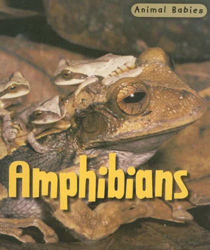 Amphibians (Animal Babies/2nd Edition)