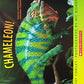 Chameleon!