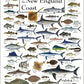 Earth Sky + Water: Fishes of the New England Coast Poster