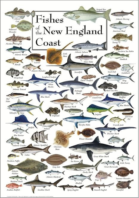 Earth Sky + Water: Fishes of the New England Coast Poster