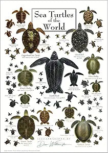 Earth Sky + Water: Sea Turtles of the World Poster