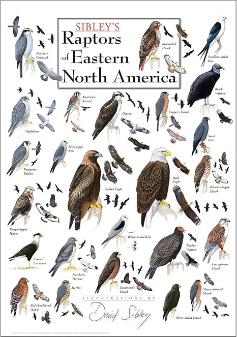 Earth Sky + Water: Sibley’s Raptors of Eastern North America Poster