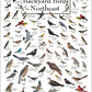 Earth Sky + Water: Peterson’s Backyard Birds of the Northeast Poster