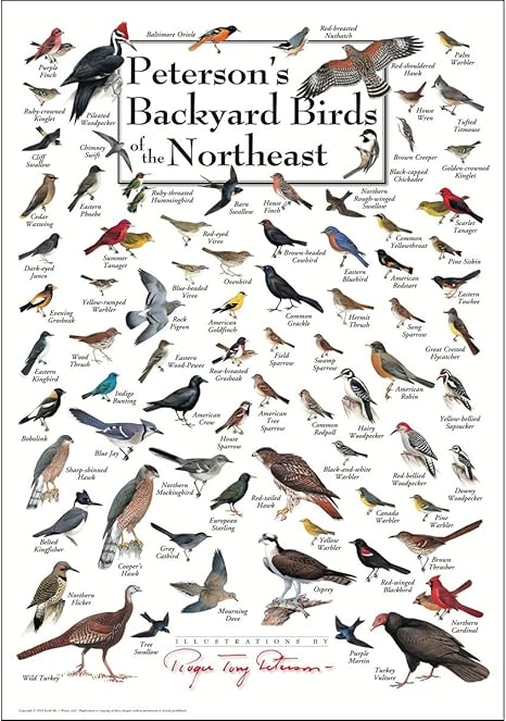 Earth Sky + Water: Peterson’s Backyard Birds of the Northeast Poster