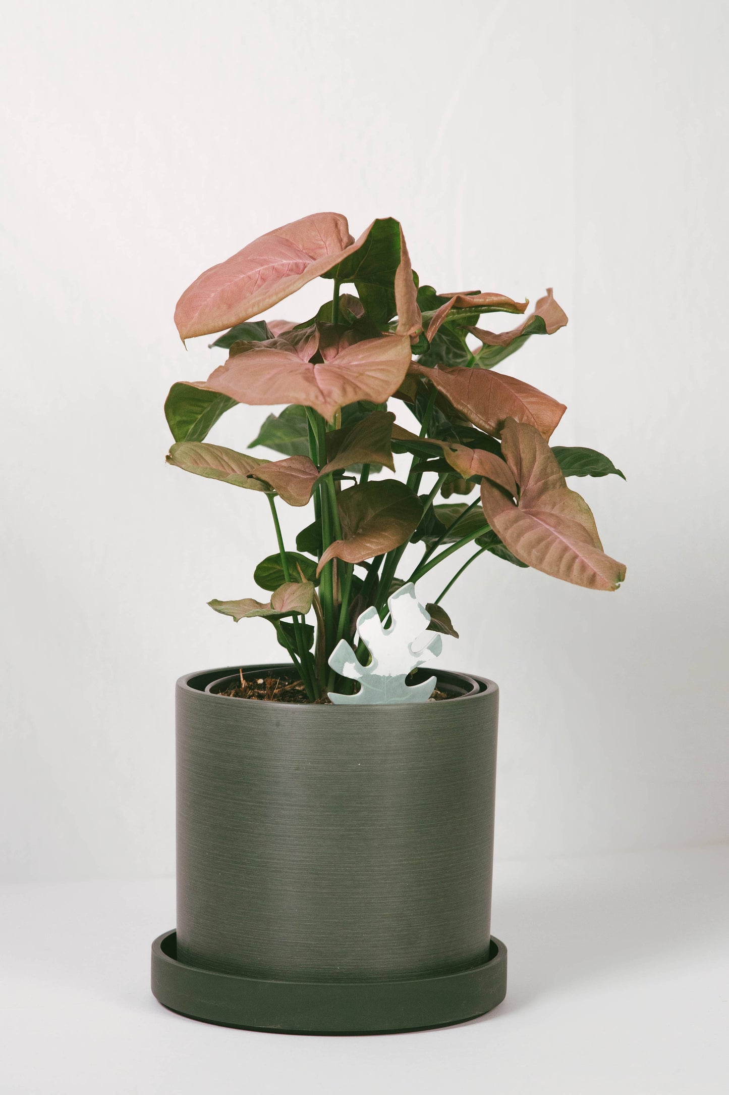 Daphne's Botanicals: Mini Monstera PlantDoc: Color-Change Plant Moisture Meter