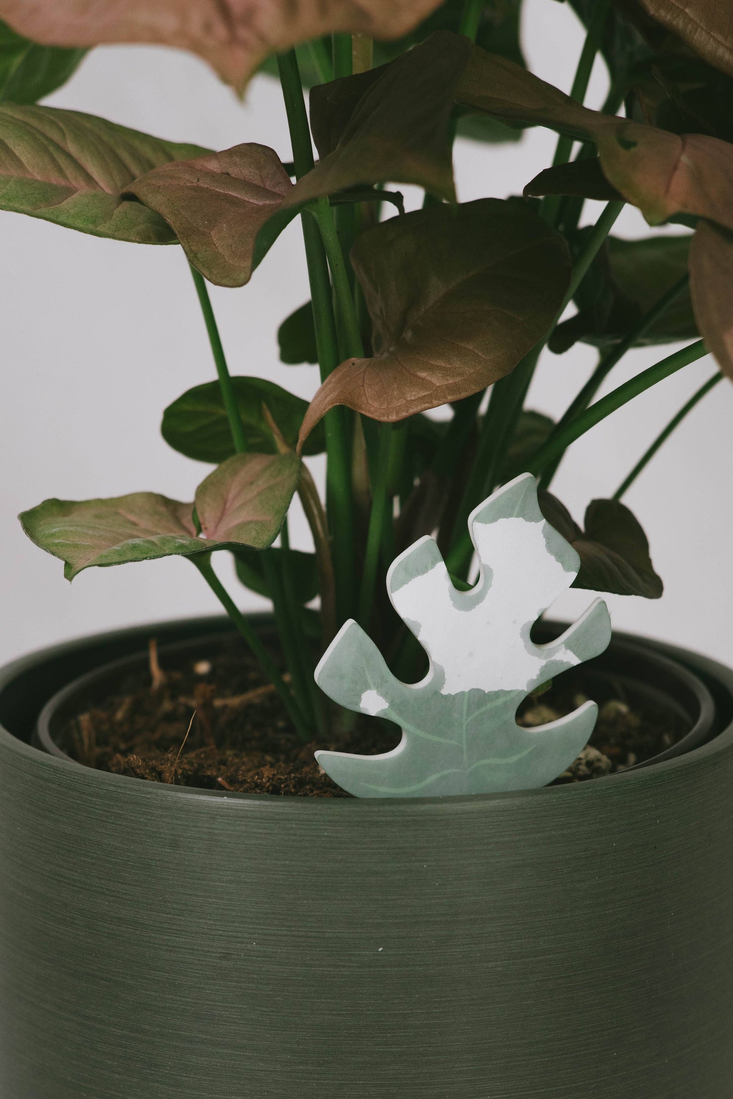 Daphne's Botanicals: Mini Monstera PlantDoc: Color-Change Plant Moisture Meter