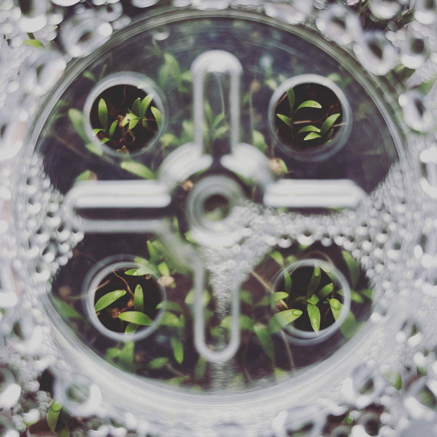 Seattle Seed Co.: Microgreens and Seed-Starting Kit