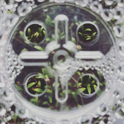 Seattle Seed Co.: Microgreens and Seed-Starting Kit