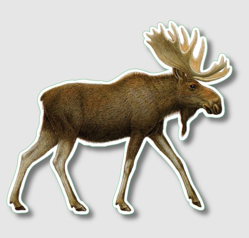 Earth Sky + Water: Moose Sticker