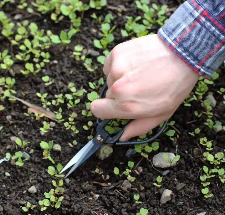 Seattle Seed Co: Forged Steel Pruning Shears