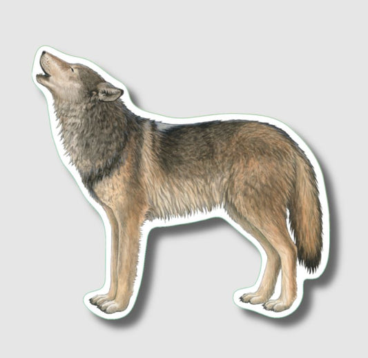 Earth Sky + Water: Gray Wolf I Sticker