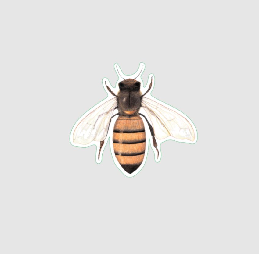 Earth Sky + Water: Honey Bee Sticker