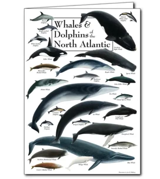 Earth Sky + Water: Whales & Dolphins of North Atlantic Greeting Card