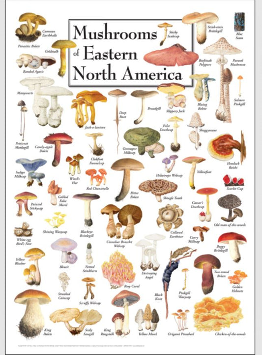 Earth Sky + Water: Mushrooms of Eastern North America Poster