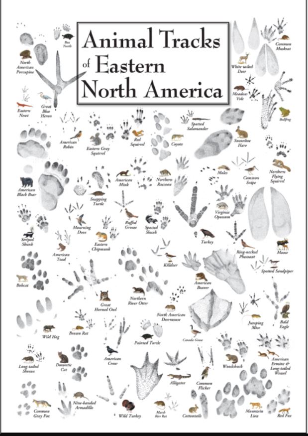 Earth Sky + Water: Animal Tracks of Eastern North America Poster