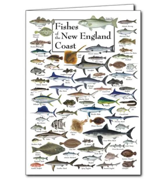 Earth Sky + Water: Fishes of New England Coast Greeting Card