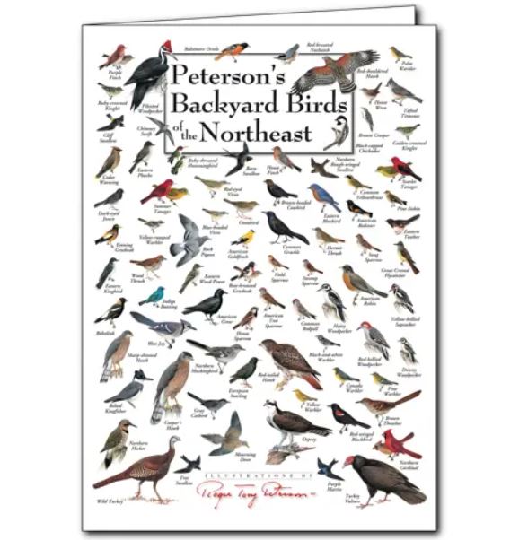 Earth Sky + Water: Peterson Backyard Birds of Northeast Greeting Card