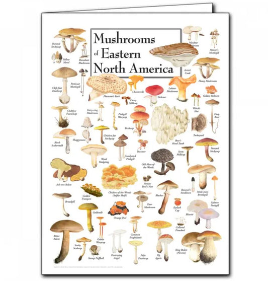 Earth Sky + Water: Mushrooms of Eastern North America Greeting Card