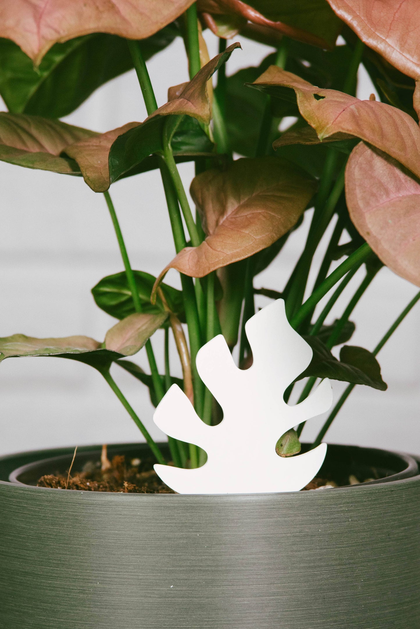 Daphne's Botanicals: Mini Monstera PlantDoc: Color-Change Plant Moisture Meter